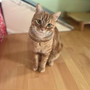 Hobi Domestic Short Hair Cat