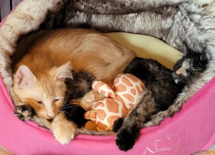 Ainsley & Dominique, an adoptable Tortoiseshell & Domestic Short Hair Mix in Charlotte, NC_image-2