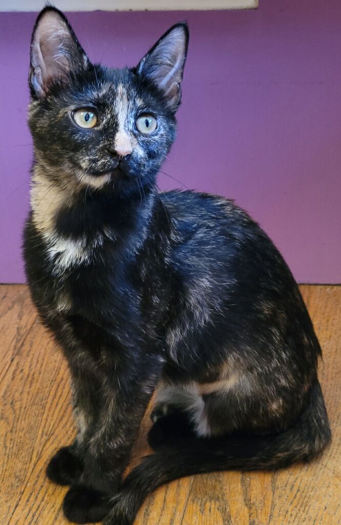 Ainsley & Dominique, an adoptable Tortoiseshell & Domestic Short Hair Mix in Charlotte, NC_image-3
