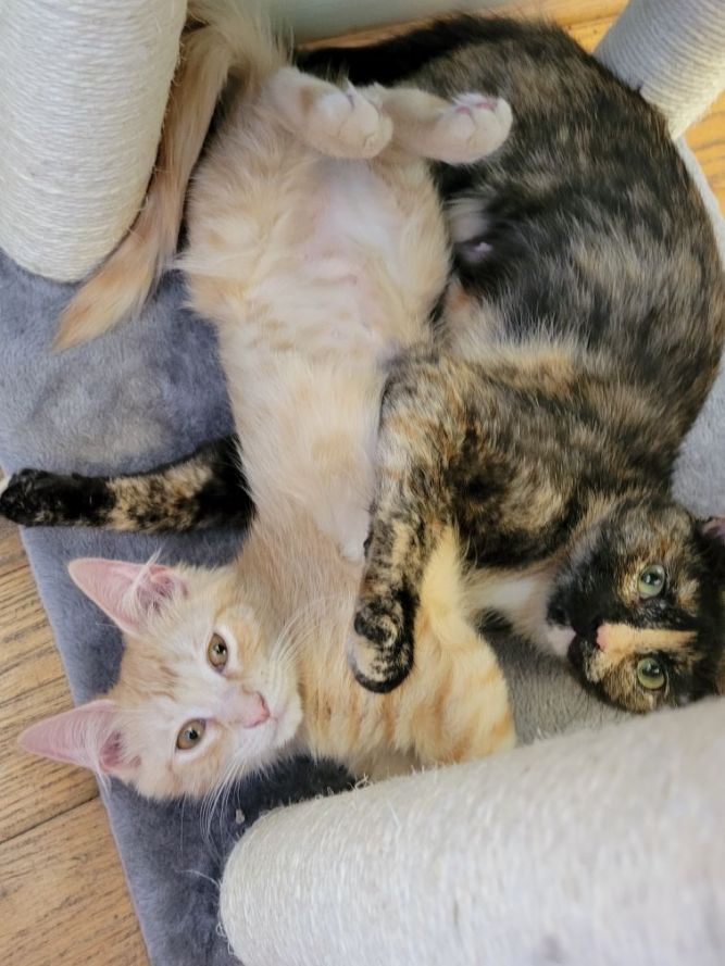 Ainsley & Dominique