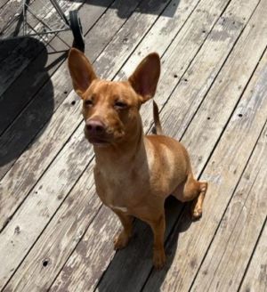 Mini best sale pharaoh hound