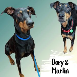 Dory and Marlin - Bonded Pair