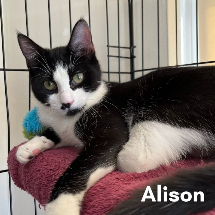 Alison, an adoptable Domestic Short Hair in New Haven, CT_image-1