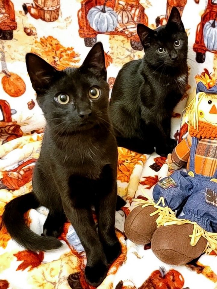 Stefan and Damon (paired only), an adoptable Domestic Short Hair Mix in Steilacoom, WA_image-3