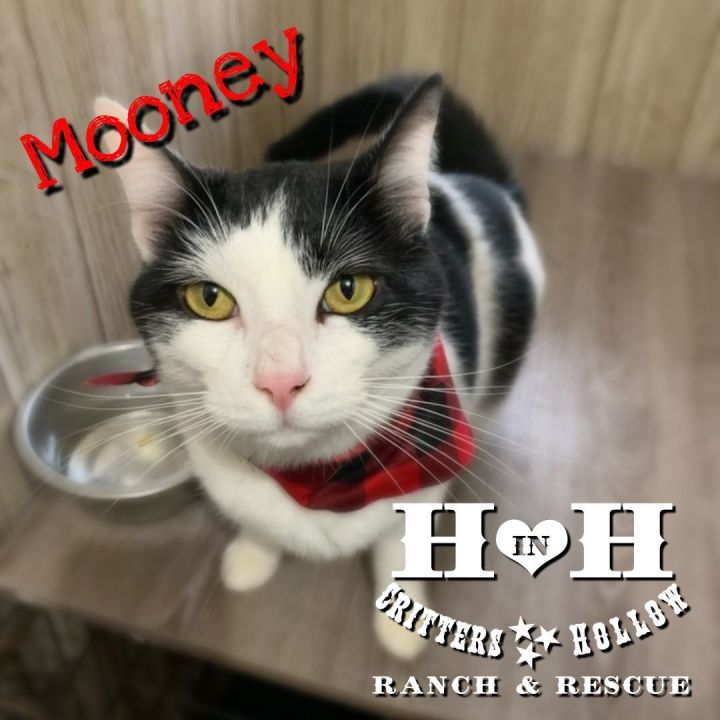 Mooney, an adoptable American Shorthair Mix in Stewart, TN_image-1