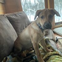 Ivy, an adoptable Yellow Labrador Retriever & Rottweiler Mix in Pequot Lakes, MN_image-6