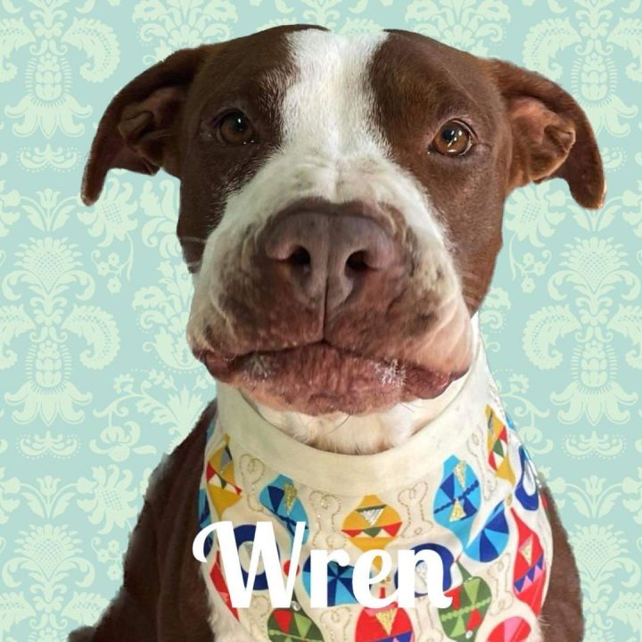 Wren, an adoptable American Staffordshire Terrier Mix in rocky hill, CT_image-2