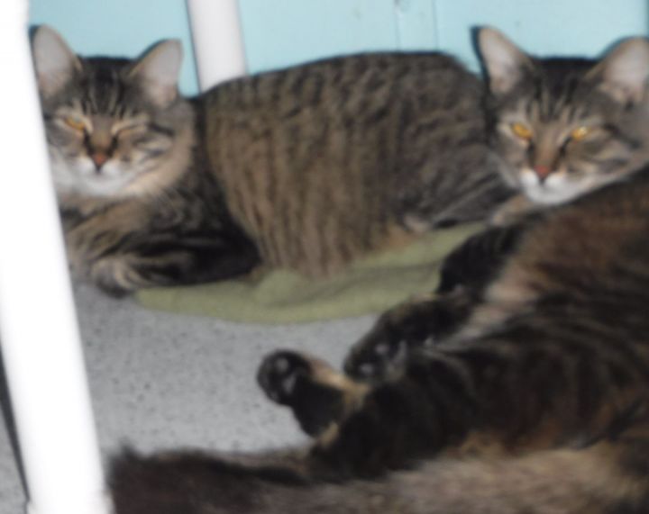 Shop & Barn Buddies - Fee Waived, We Deliver 1