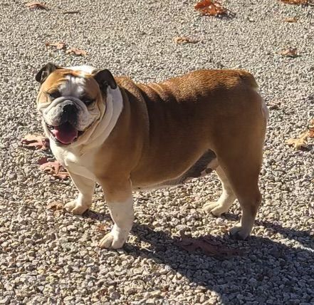 KONA, an adoptable English Bulldog in Madison, KS_image-2
