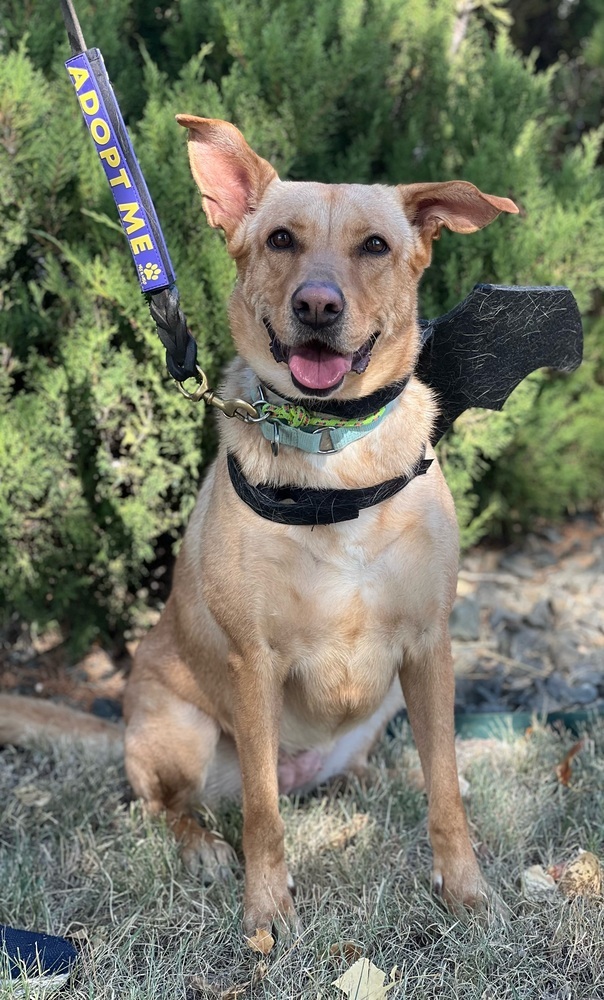 Louise, an adoptable Labrador Retriever in Littleton, CO, 80126 | Photo Image 1