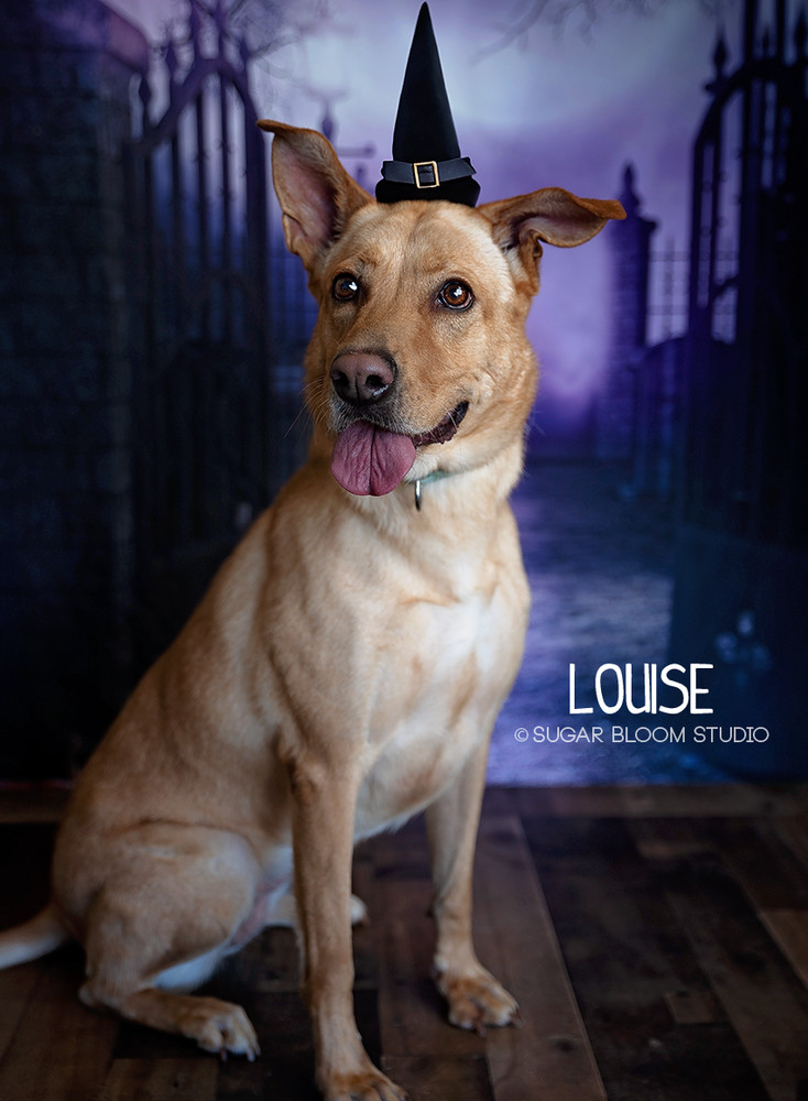 Louise, an adoptable Labrador Retriever in Littleton, CO, 80126 | Photo Image 1