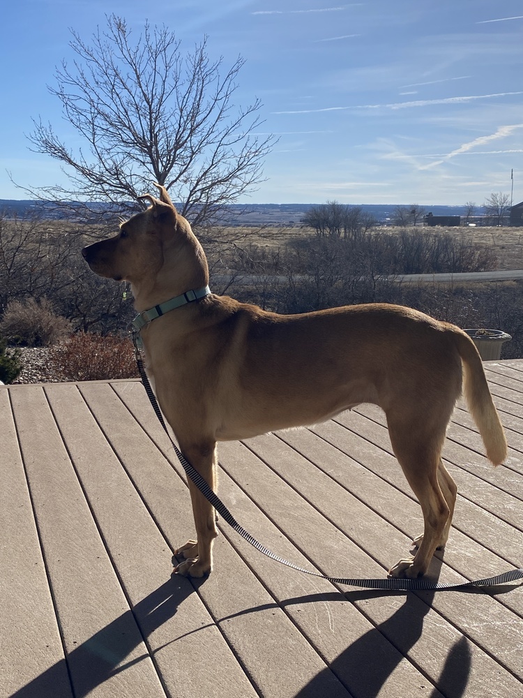 Louise, an adoptable Labrador Retriever in Littleton, CO, 80126 | Photo Image 2