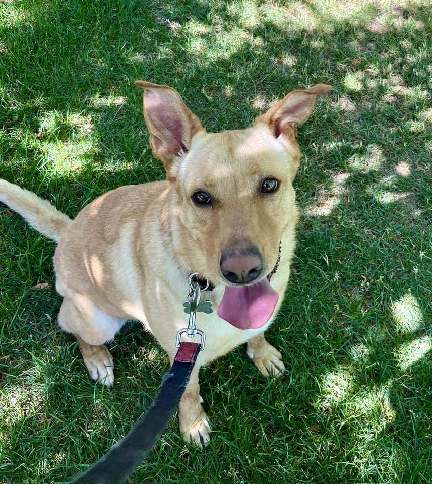 Louise, an adoptable Labrador Retriever in Littleton, CO, 80126 | Photo Image 3