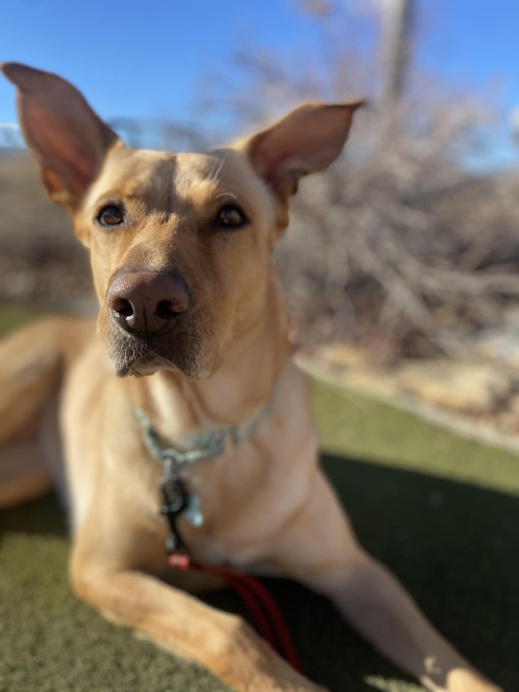 Louise, an adoptable Labrador Retriever in Littleton, CO, 80126 | Photo Image 4