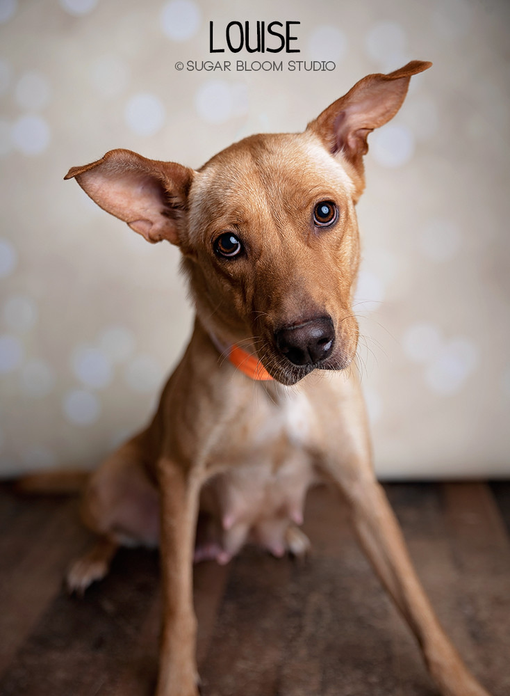 Louise, an adoptable Labrador Retriever in Littleton, CO, 80126 | Photo Image 4