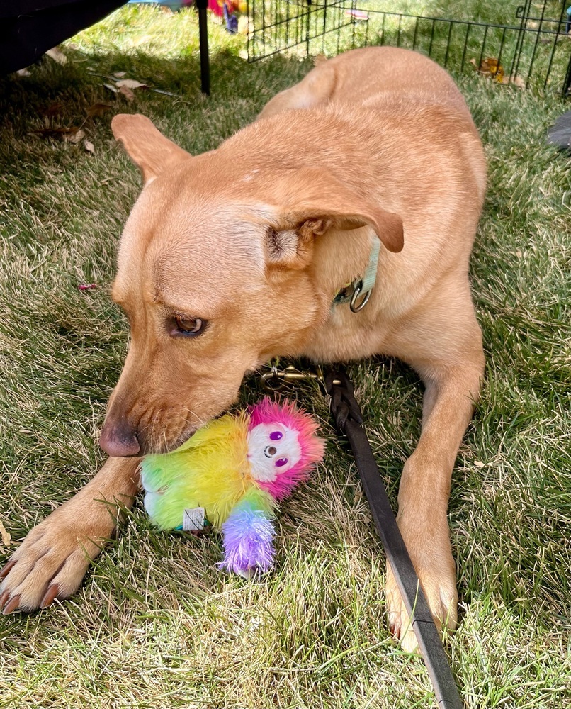 Louise, an adoptable Labrador Retriever in Littleton, CO, 80126 | Photo Image 5