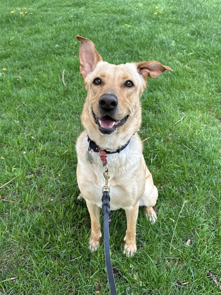 Louise, an adoptable Labrador Retriever in Littleton, CO, 80126 | Photo Image 6