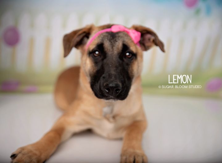 Lemon, an adoptable Labrador Retriever Mix in Littleton, CO_image-1