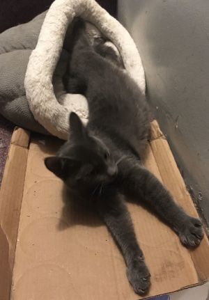 Sheri bonded with Alison, Young Female Domestic Short Hair