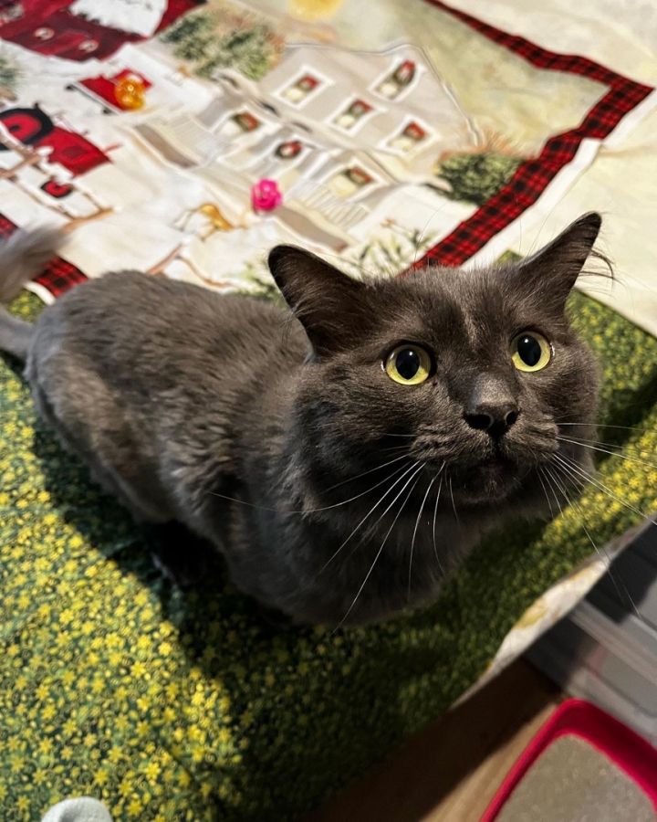 Norman, an adoptable Nebelung Mix in Mission Viejo, CA_image-4