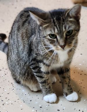 Cat for adoption - Bailey, a Domestic Short Hair in Walnutport, PA ...