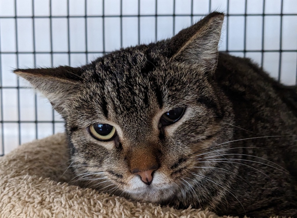 Little Guy, an adoptable Domestic Short Hair in St. Augustine, FL, 32084 | Photo Image 1