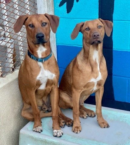 Weinheimer vizsla hot sale mix