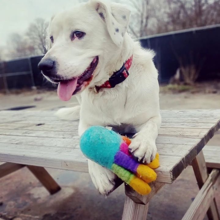 Maggie, an adoptable Dalmatian, Chihuahua in Detroit, MI, 48202 | Photo Image 1