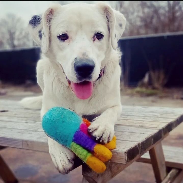 Maggie, an adoptable Dalmatian, Chihuahua in Detroit, MI, 48202 | Photo Image 2