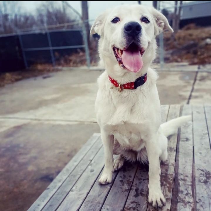 Maggie, an adoptable Dalmatian, Chihuahua in Detroit, MI, 48202 | Photo Image 3