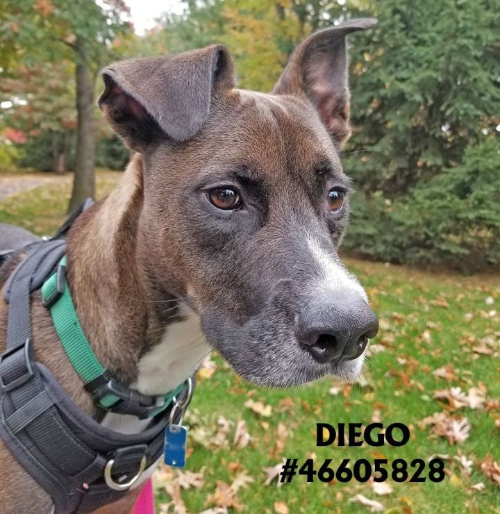 Diego  1