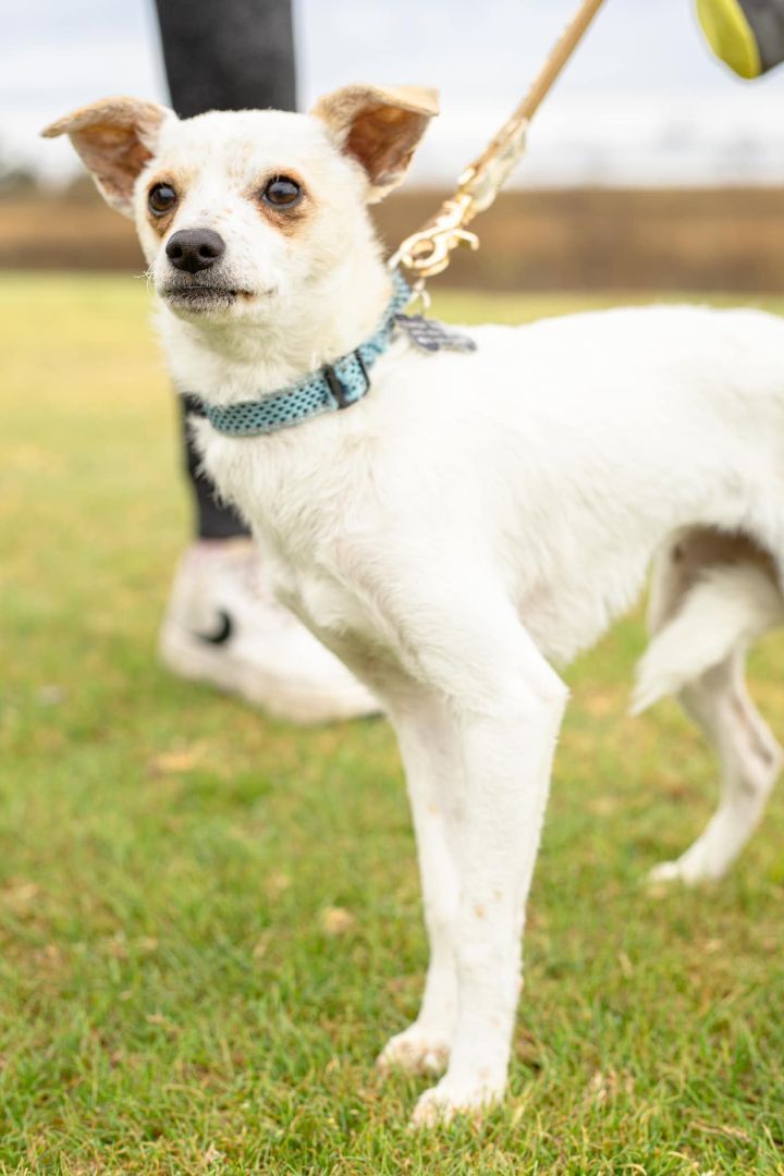 Fedora, an adopted Chihuahua Mix in Charleston, SC_image-1
