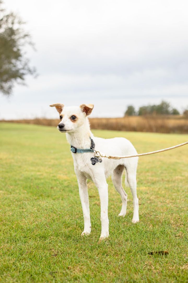Fedora, an adopted Chihuahua Mix in Charleston, SC_image-2