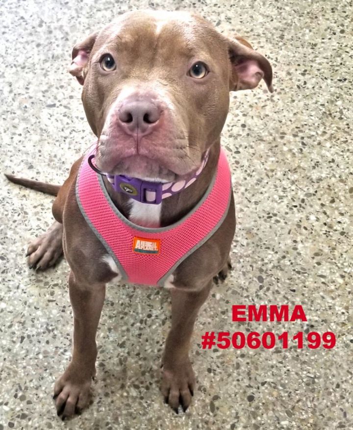 Emma , an adopted Pit Bull Terrier Mix in Wilkes Barre, PA_image-1