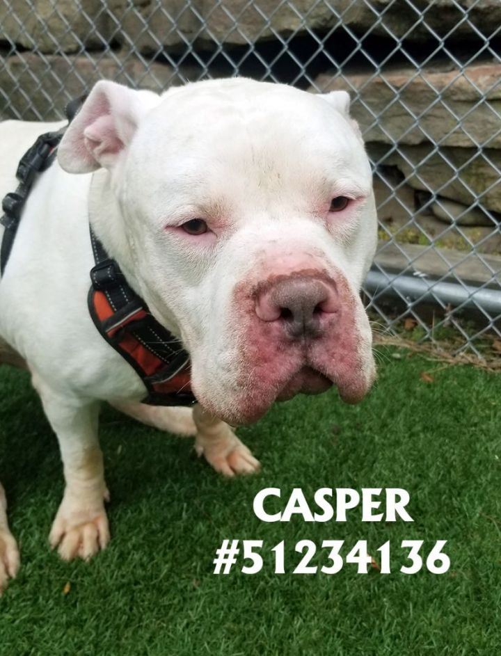 Casper , an adoptable American Bulldog Mix in Wilkes Barre, PA_image-1