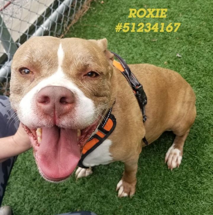 Roxie  1