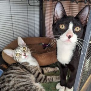 Fabulous duo These two kittens were found dumped with collars behind a shopping center at Christmas