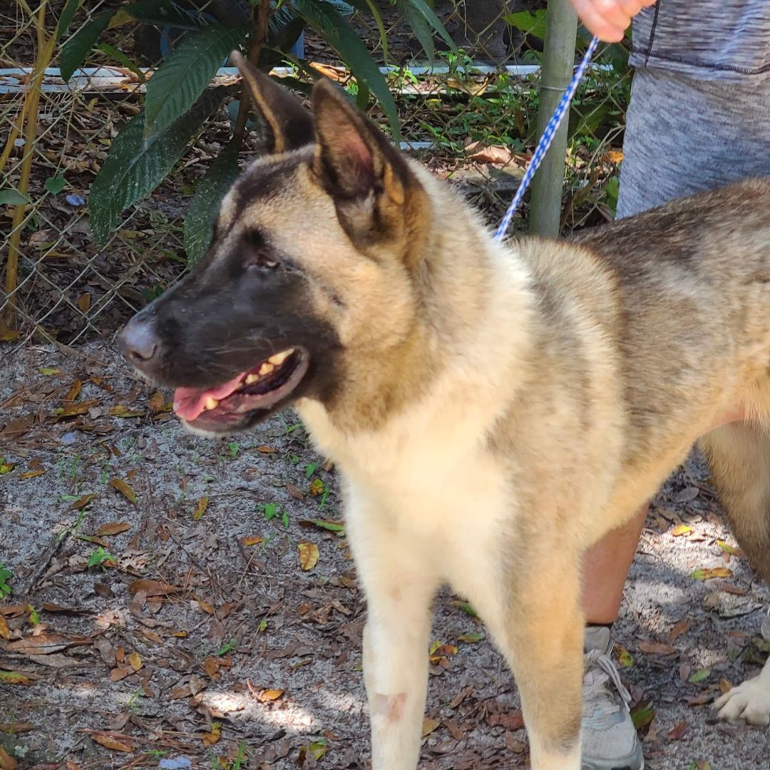 Dog for adoption - Tori, an Akita in Jacksonville, FL | Petfinder