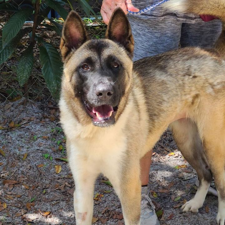 Dog for adoption - Tori, an Akita in Jacksonville, FL | Petfinder