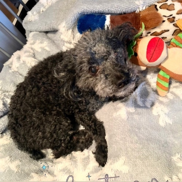 Truffles, an adopted Miniature Poodle in Rochester, NY_image-5