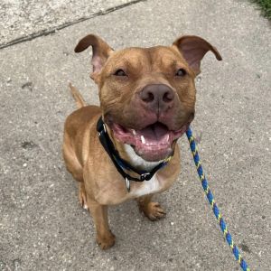 Dogs for Adoption Near Aurora, IL | Petfinder