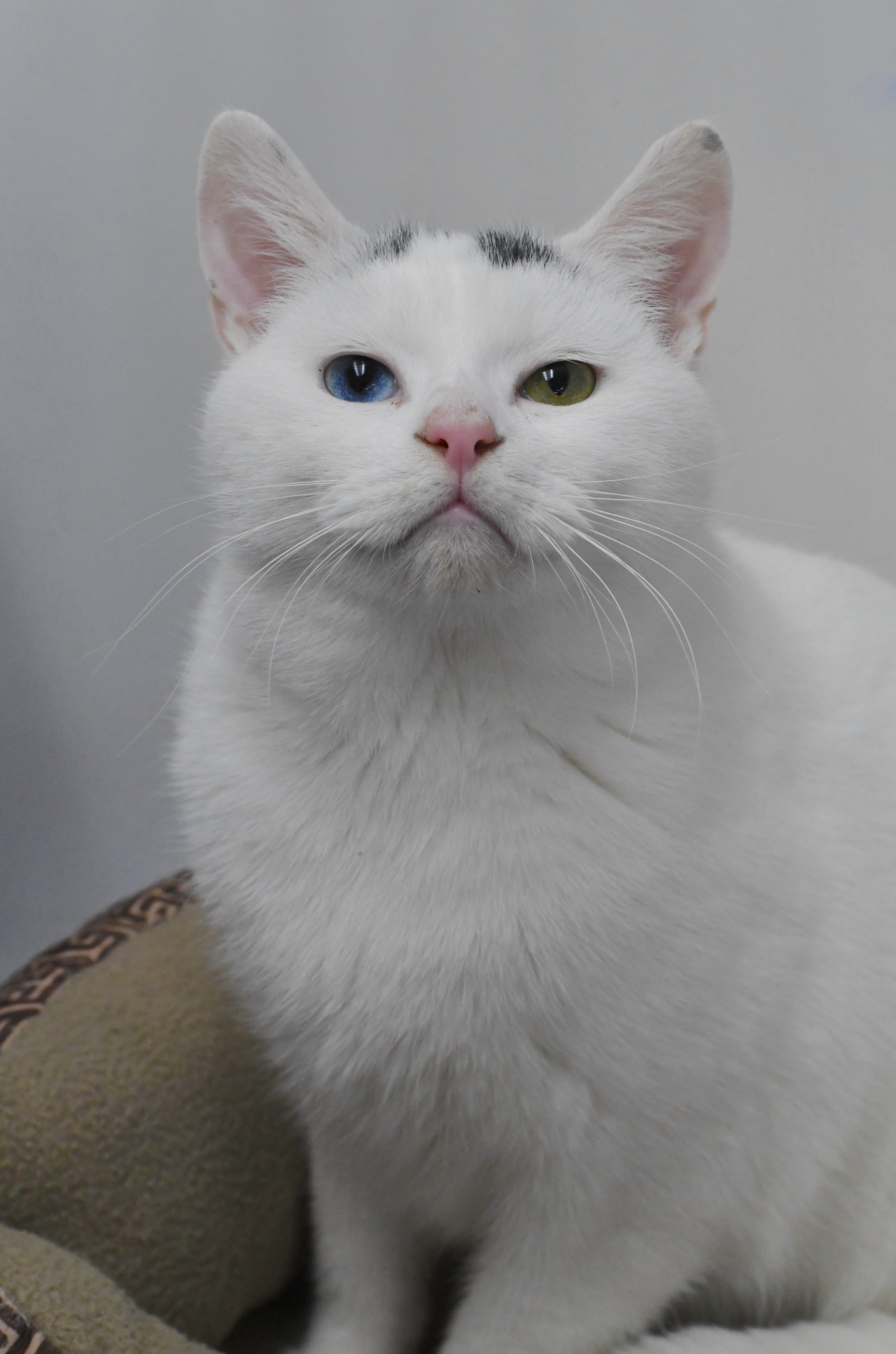 Buttons, an adoptable Domestic Short Hair in Oconto, WI, 54153 | Photo Image 1