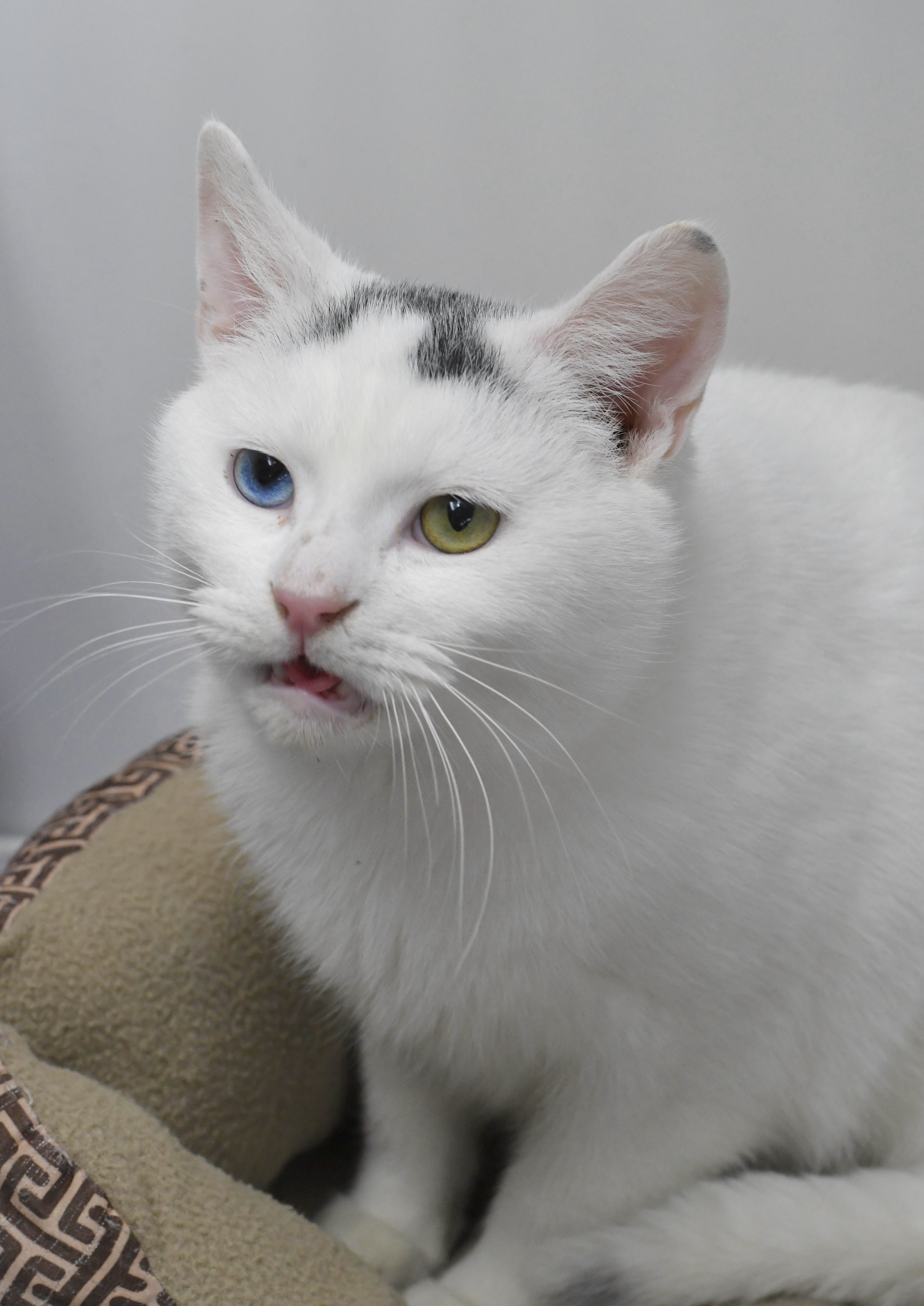 Buttons, an adoptable Domestic Short Hair in Oconto, WI, 54153 | Photo Image 2