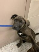 OWL's profile on Petfinder.com