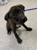 RACCOON's profile on Petfinder.com