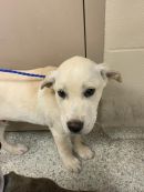 OPOSSUM's profile on Petfinder.com