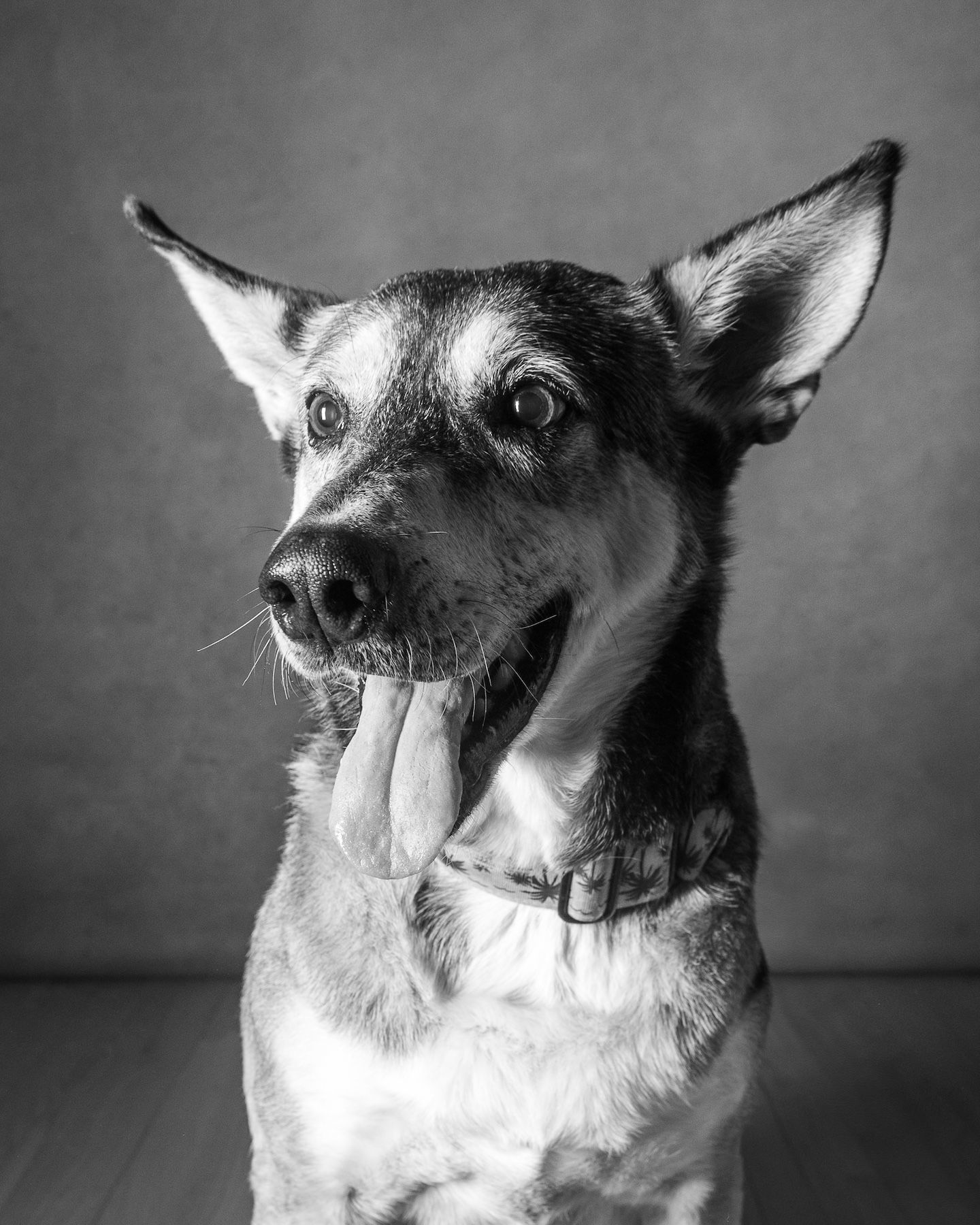 Lady