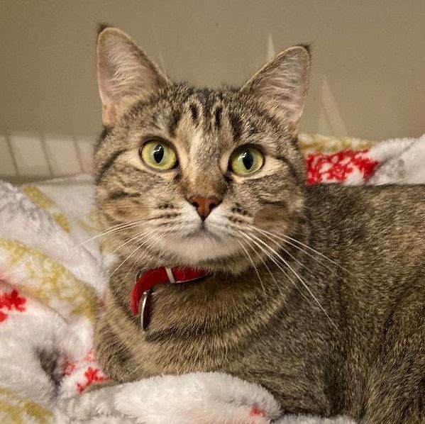 Carmen, an adopted Domestic Short Hair Mix in Minneapolis, MN_image-2