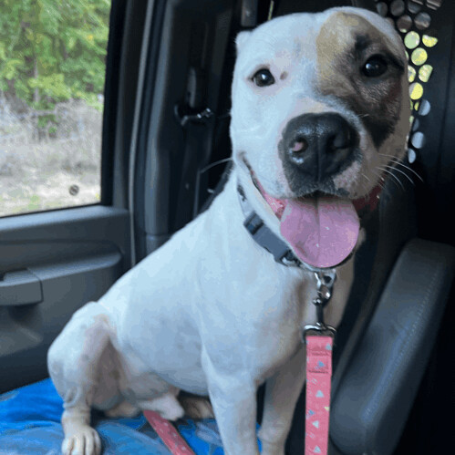 Petey, an adoptable Pit Bull Terrier in Asheville, NC_image-4