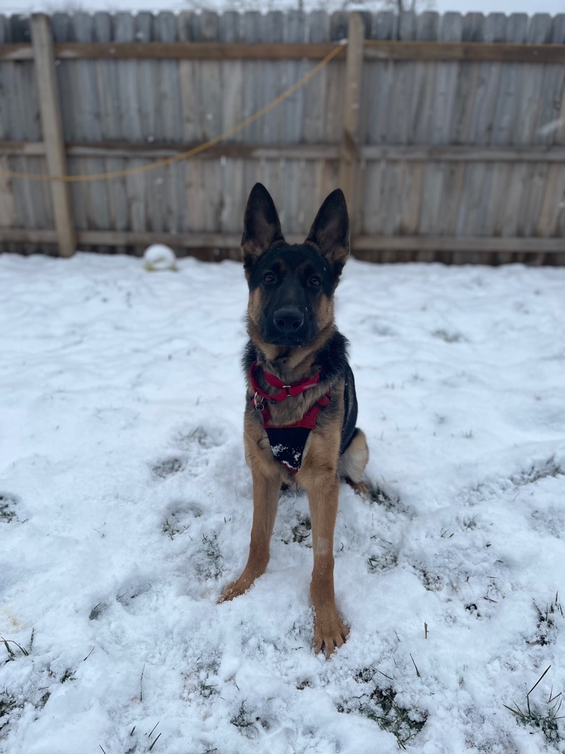Enzo- I come with 6 professional training sessions!!!, an adoptable German Shepherd Dog in Derby, NY, 14047 | Photo Image 2